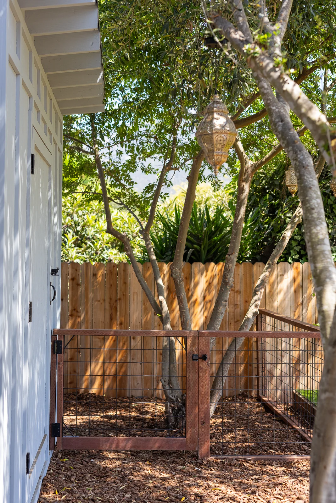 Hogwire enclosed chicken run beneath a mature tree beside the house